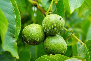 Green walnuts on a tree in the garden with drops of water. The walnut tree grows waiting to be harvested. Ripe nuts. photo