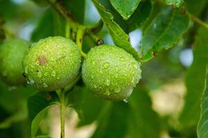 Green walnuts on a tree in the garden with drops of water. The walnut tree grows waiting to be harvested. Ripe nuts. photo
