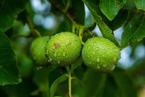 Green walnuts on a tree in the garden with drops of water. The walnut tree grows waiting to be harvested. Ripe nuts. photo