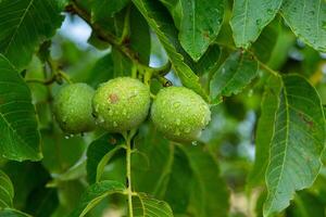 Green walnuts on a tree in the garden with drops of water. The walnut tree grows waiting to be harvested. Ripe nuts. photo
