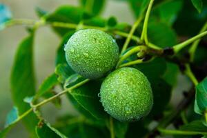 Green walnuts on a tree in the garden with drops of water. The walnut tree grows waiting to be harvested. Ripe nuts. photo