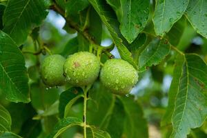 Green walnuts on a tree in the garden with drops of water. The walnut tree grows waiting to be harvested. Ripe nuts. photo