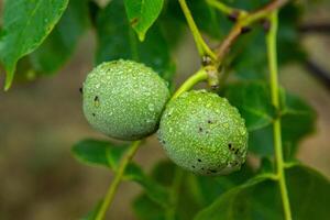 Green walnuts on a tree in the garden with drops of water. The walnut tree grows waiting to be harvested. Ripe nuts. photo
