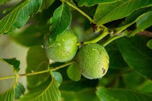 Green walnuts on a tree in the garden with drops of water. The walnut tree grows waiting to be harvested. Ripe nuts. photo