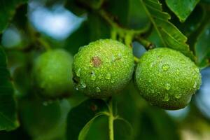 Green walnuts on a tree in the garden with drops of water. The walnut tree grows waiting to be harvested. Ripe nuts. photo