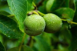 Green walnuts on a tree in the garden with drops of water. The walnut tree grows waiting to be harvested. Ripe nuts. photo