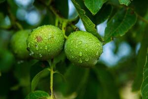 Green walnuts on a tree in the garden with drops of water. The walnut tree grows waiting to be harvested. Ripe nuts. photo