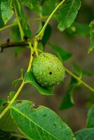 Green walnuts on a tree in the garden with drops of water. The walnut tree grows waiting to be harvested. Ripe nuts. photo