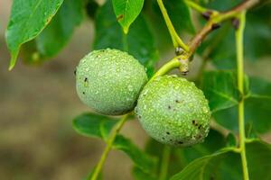 Green walnuts on a tree in the garden with drops of water. The walnut tree grows waiting to be harvested. Ripe nuts. photo