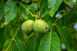 Green walnuts on a tree in the garden with drops of water. The walnut tree grows waiting to be harvested. Ripe nuts. photo