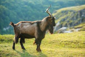 Mountain goats grazing in the Carpathian Mountains of Romania. The happy goat runs on the steep rocks. photo