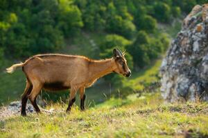 Mountain goats grazing in the Carpathian Mountains of Romania. The happy goat runs on the steep rocks. photo