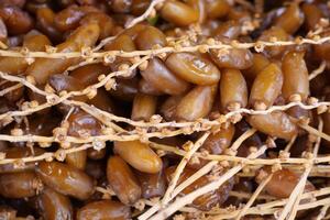CloseUp of Fresh Ripe Dates with Stems Intact, showcasing their wholesome and nutritious nature photo