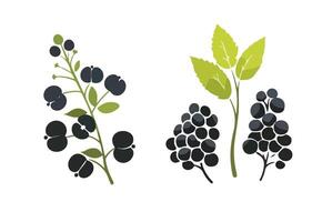 Blackcurrant Berries with Leaves vector