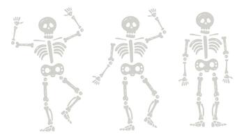 Halloween skeletons in various poses. Creepy Halloween skeleton characters isolated set of illustrations. Skeleton mascots hand drawn style vector