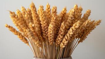 Golden wheat stalks against a pure white background. photo