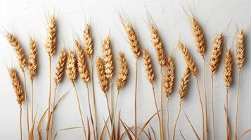 Golden wheat stalks against a pure white background. photo