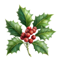 Christmas holly with red berries and green leaves on a transparent background, for use in a Christmas theme png