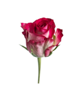 Red rose top view. Beautiful single light flower on stem transparent background. Natural object for design to Valentines Day, mother Day, anniversary, wedding png