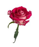 Red rose side view. Beautiful single light flower transparent background. Natural object for design to Valentines Day, mother Day, anniversary, wedding png
