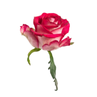 Red rose side view. Beautiful single light flower transparent background. Natural object for design to Valentines Day, mother Day, anniversary, wedding png