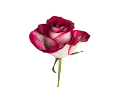 Red rose top view. Beautiful single light flower on stem transparent background. Natural object for design to Valentines Day, mother Day, anniversary, wedding png