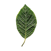 High-resolution image of a single green leaf with detailed veins and texture on a transparent background. Ideal for nature and botanical themes. png