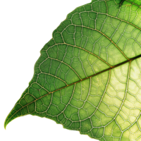 Close-up shot of a green leaf showcasing intricate vein patterns and natural texture illuminated by light, perfect for nature and botanical themes. png