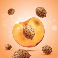 Half peach fruit. Peach isolated on light background. vector