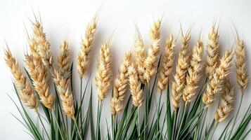 Golden wheat stalks against a pure white background. photo
