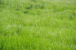 Grass flower background image, empty space, wallpape photo