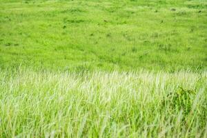 Grass flower background image, empty space, wallpape photo