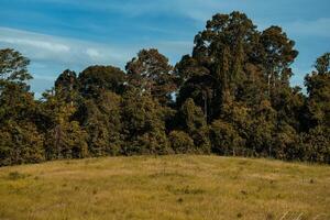 The hill has a natural sky meadow. beautiful background pictures photo