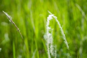 Grass flower background image, empty space, wallpape photo