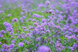 Blurred background, purple inflorescence of lavender buds, flower field photo