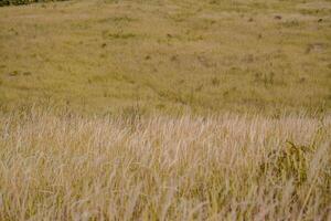 Grass flower background image, empty space, wallpape photo