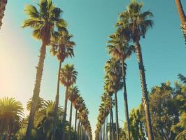 Alley of palm trees along the road, view from below photo
