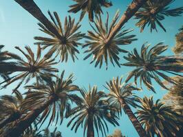 Alley of palm trees along the road, view from below photo
