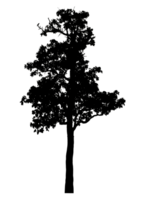 Realistic tree silhouette isolated on transparent background with clipping path and alpha channel png