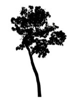 Realistic tree silhouette isolated on transparent background with clipping path and alpha channel png