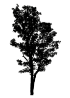 Realistic tree silhouette isolated on transparent background with clipping path and alpha channel png