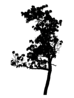 Realistic tree silhouette isolated on transparent background with clipping path and alpha channel png