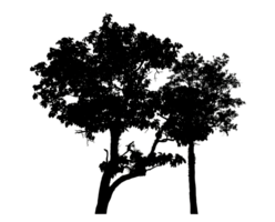 Realistic tree silhouette isolated on transparent background with clipping path and alpha channel png