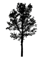 Realistic tree silhouette isolated on transparent background with clipping path and alpha channel png
