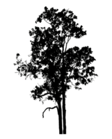 Realistic tree silhouette isolated on transparent background with clipping path and alpha channel png