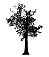 Realistic tree silhouette isolated on transparent background with clipping path and alpha channel png