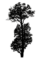 Realistic tree silhouette isolated on transparent background with clipping path and alpha channel png
