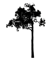 Realistic tree silhouette isolated on transparent background with clipping path and alpha channel png
