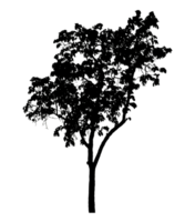 Realistic tree silhouette isolated on transparent background with clipping path and alpha channel png