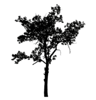 Realistic tree silhouette isolated on transparent background with clipping path and alpha channel png